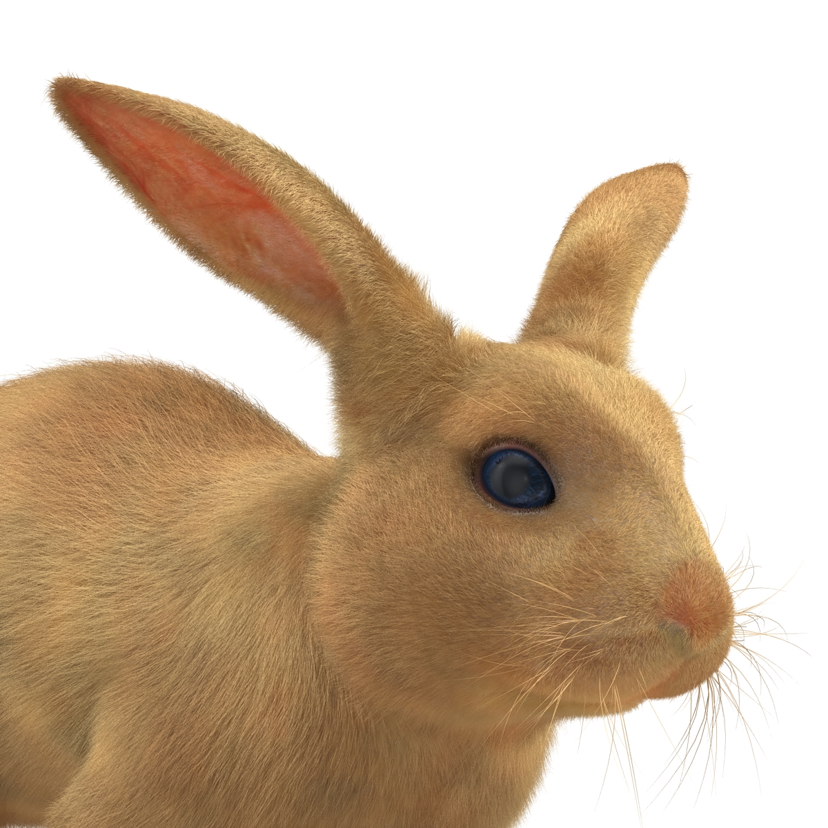 3D Rabbit Rigged model