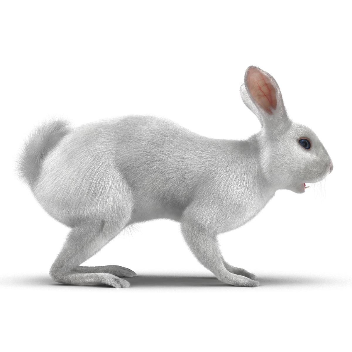 White Rabbit 3D