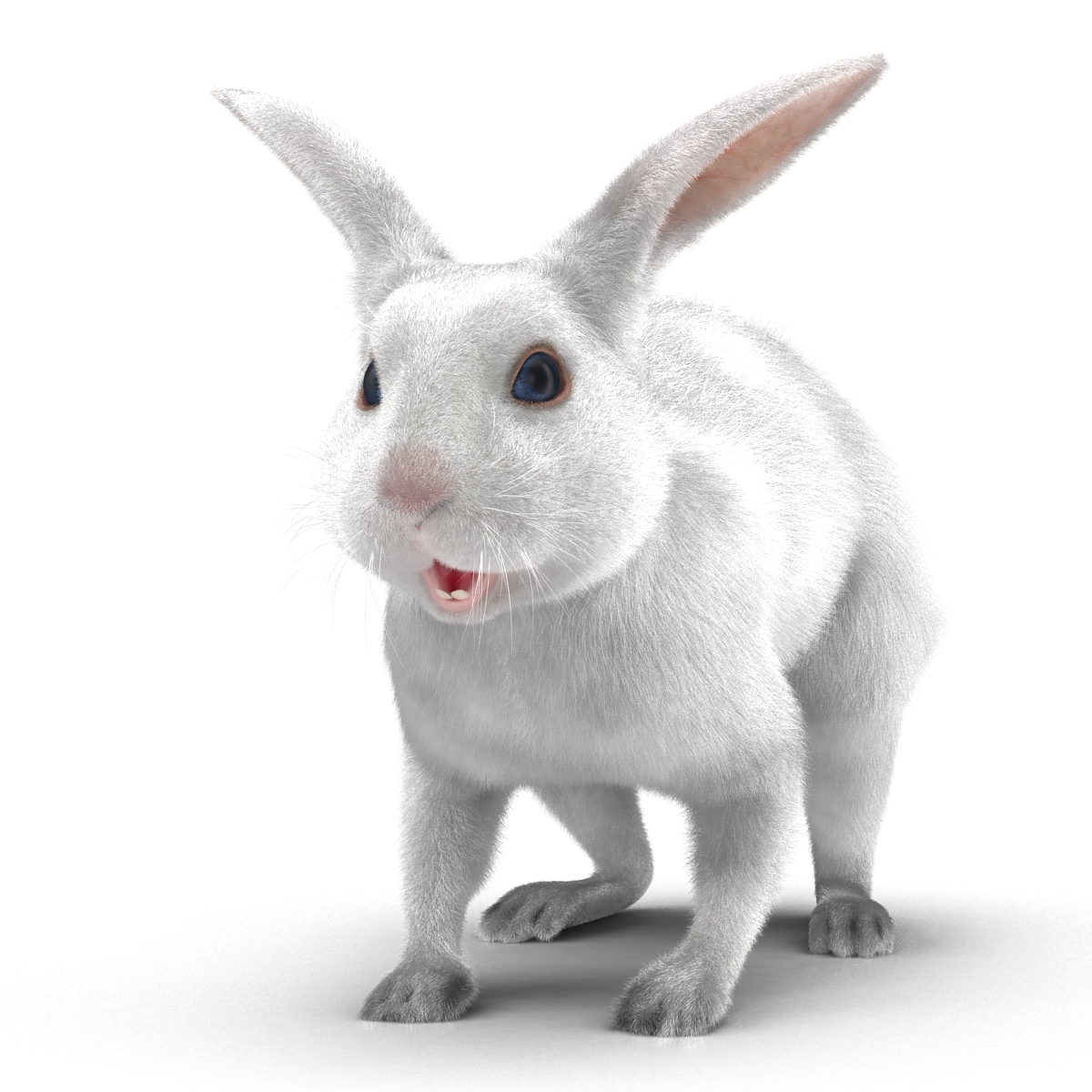 White Rabbit 3D