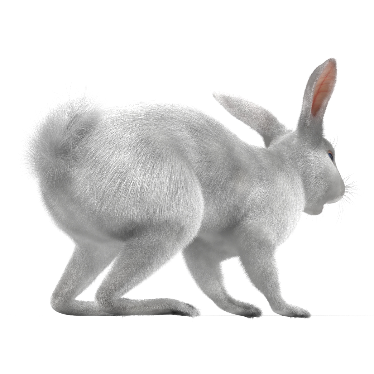 White Rabbit 3D