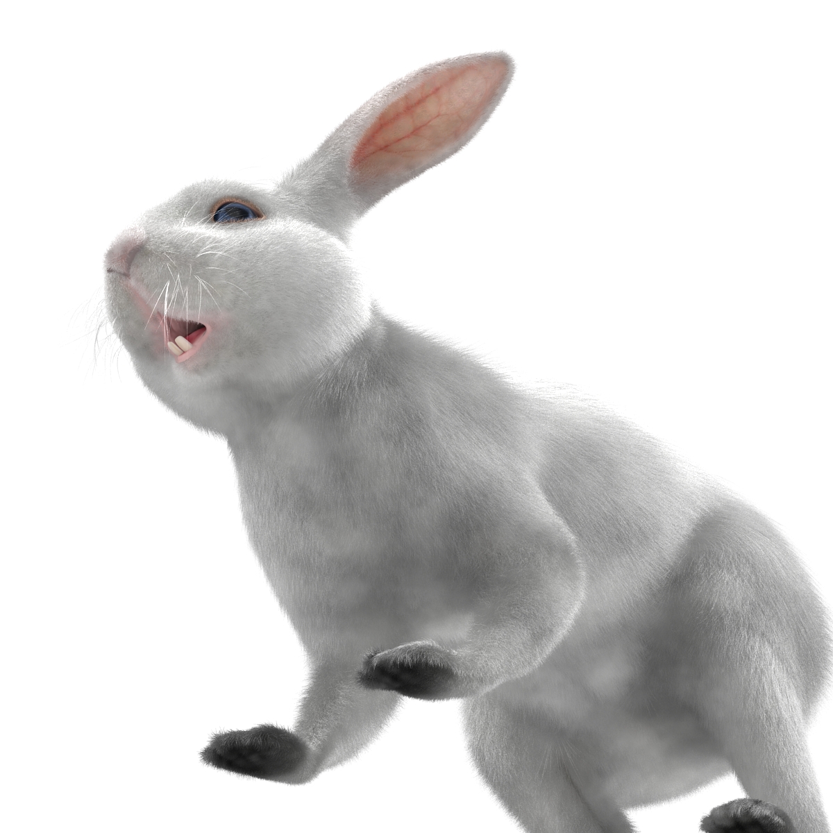 White Rabbit 3D