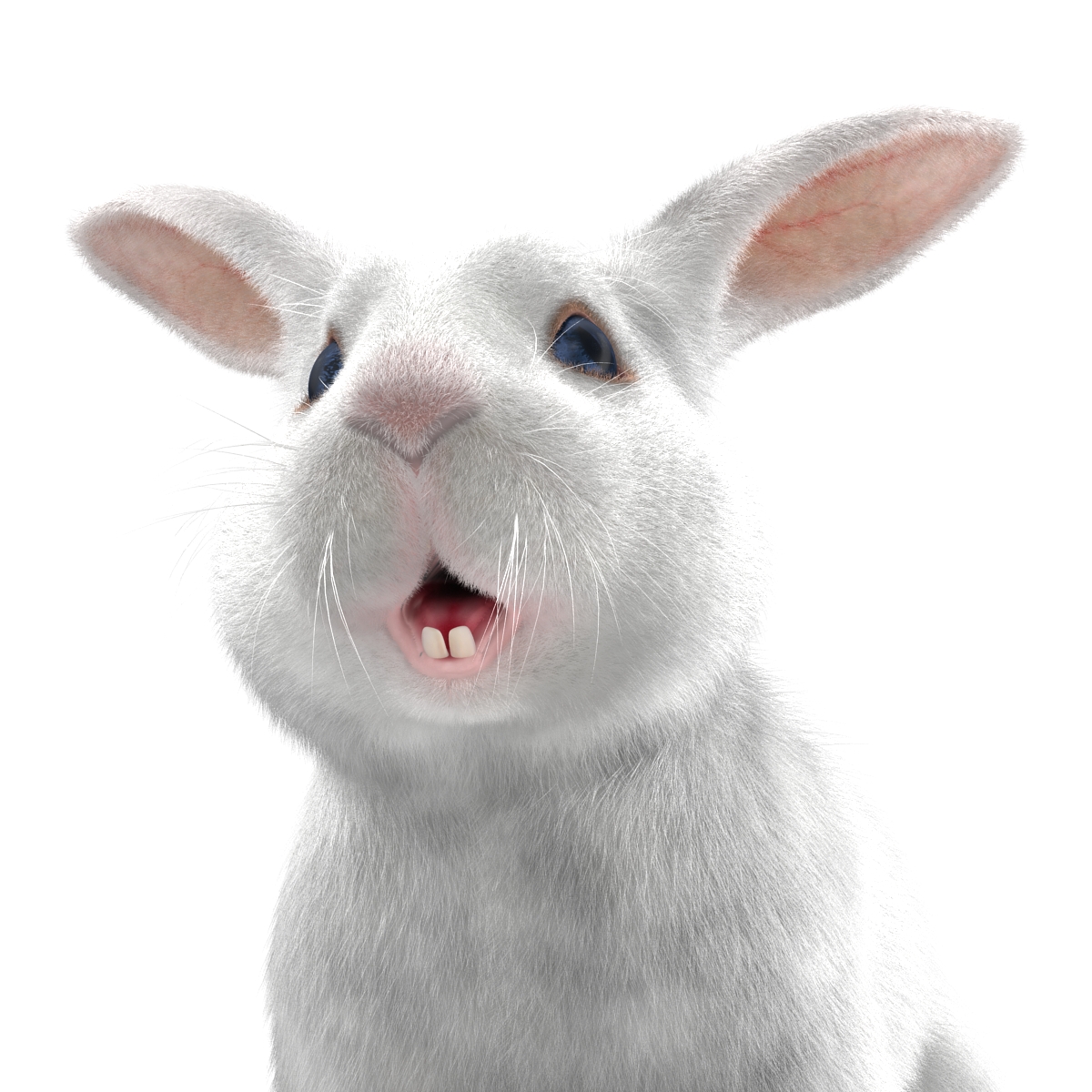 White Rabbit 3D