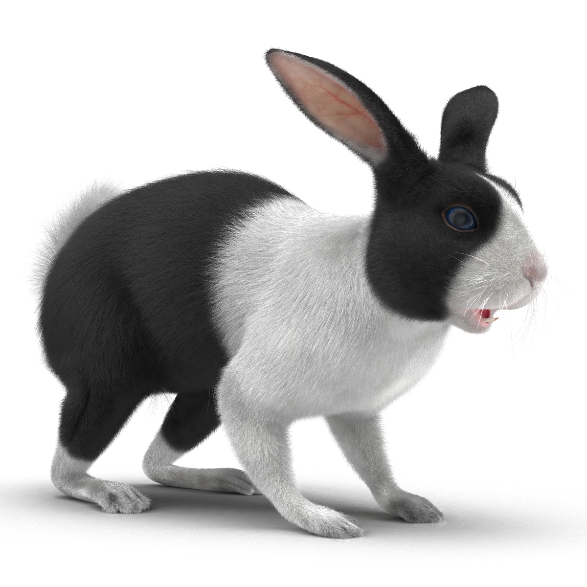 Black Rabbit 3D