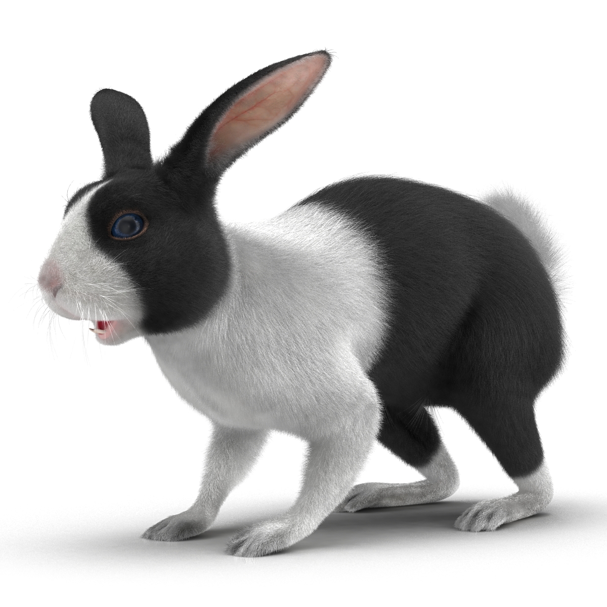 Black Rabbit 3D