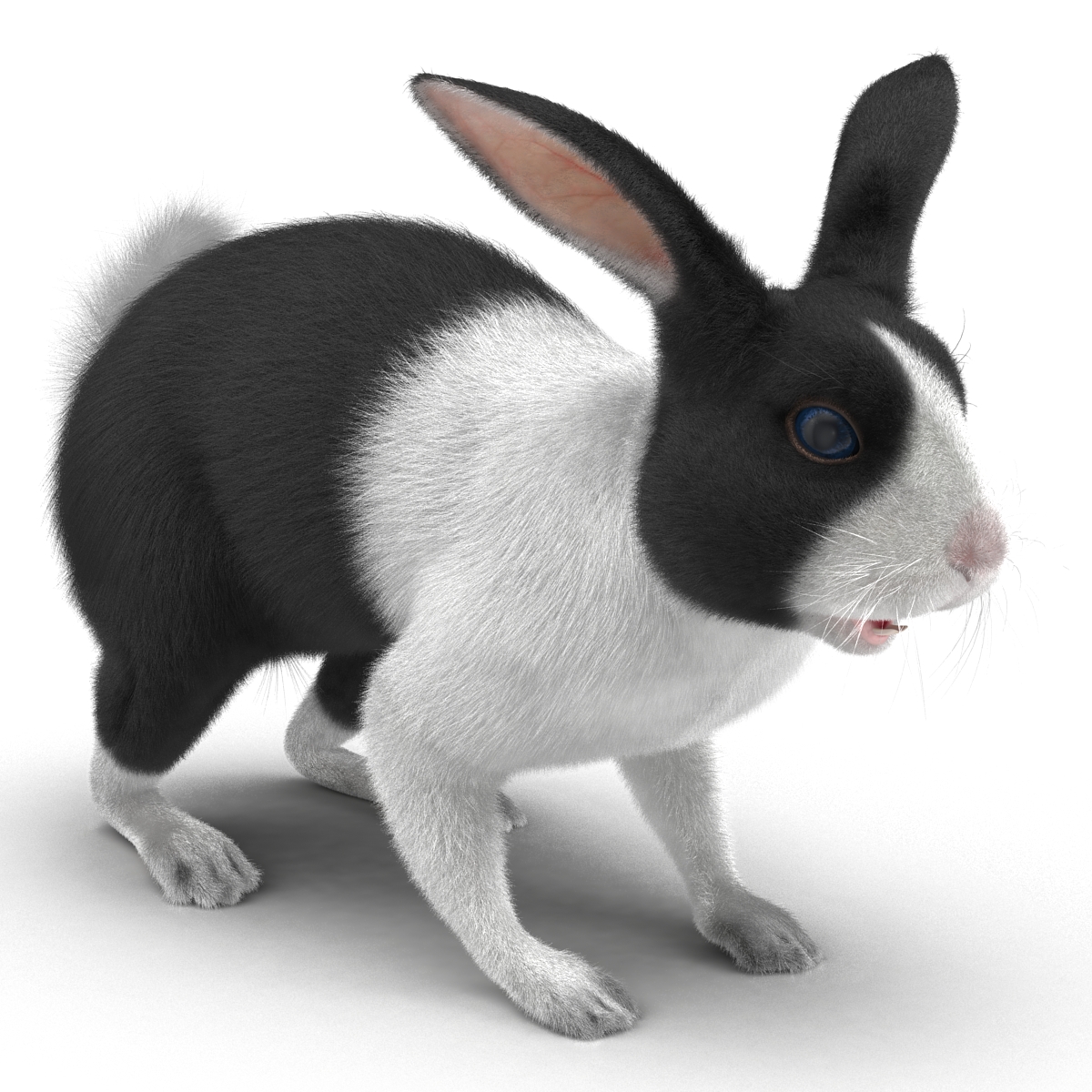 Black Rabbit 3D