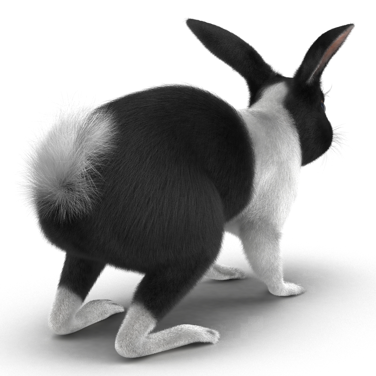 Black Rabbit 3D