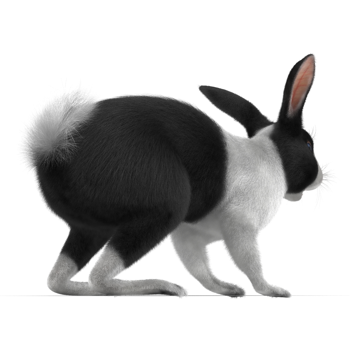 Black Rabbit 3D