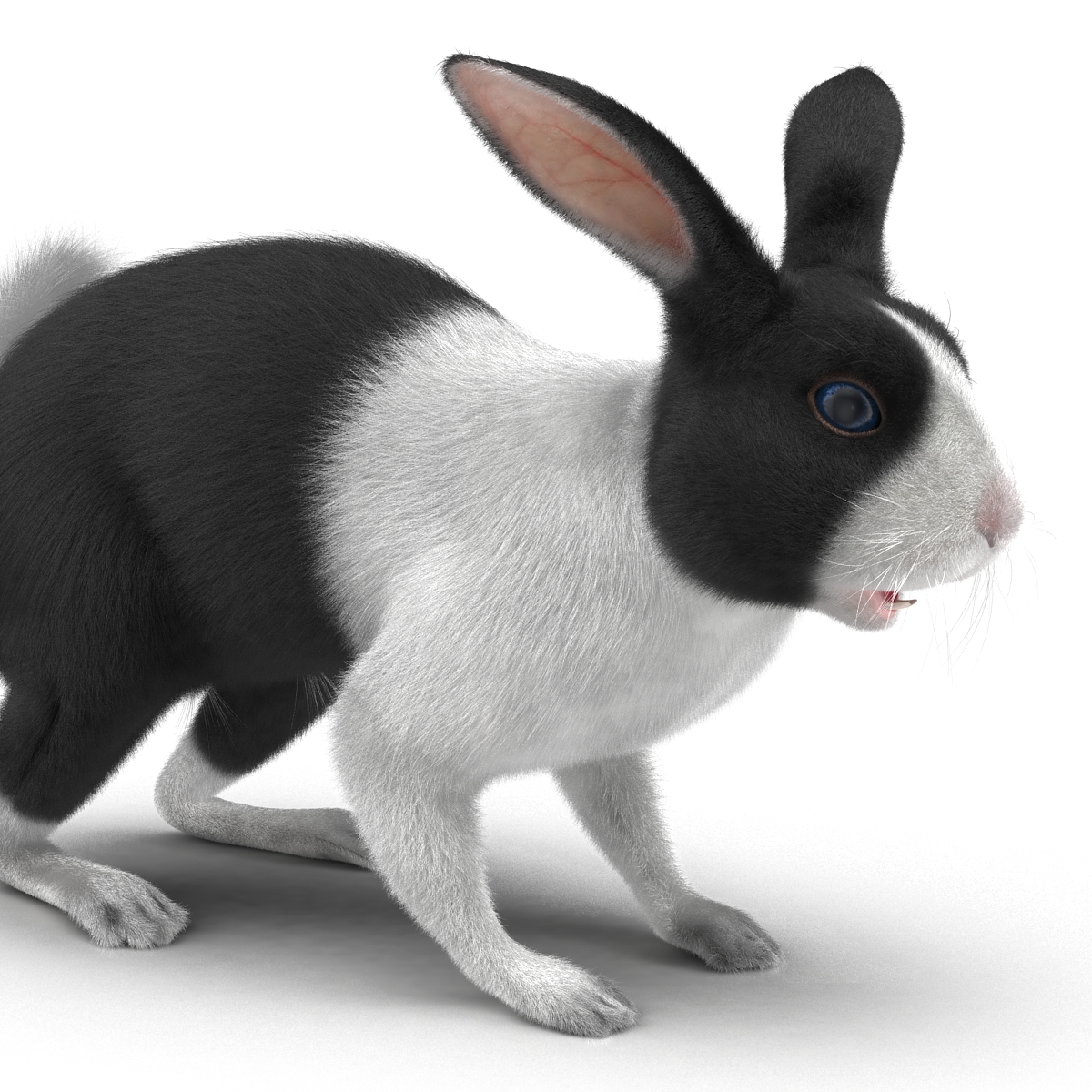 Black Rabbit 3D