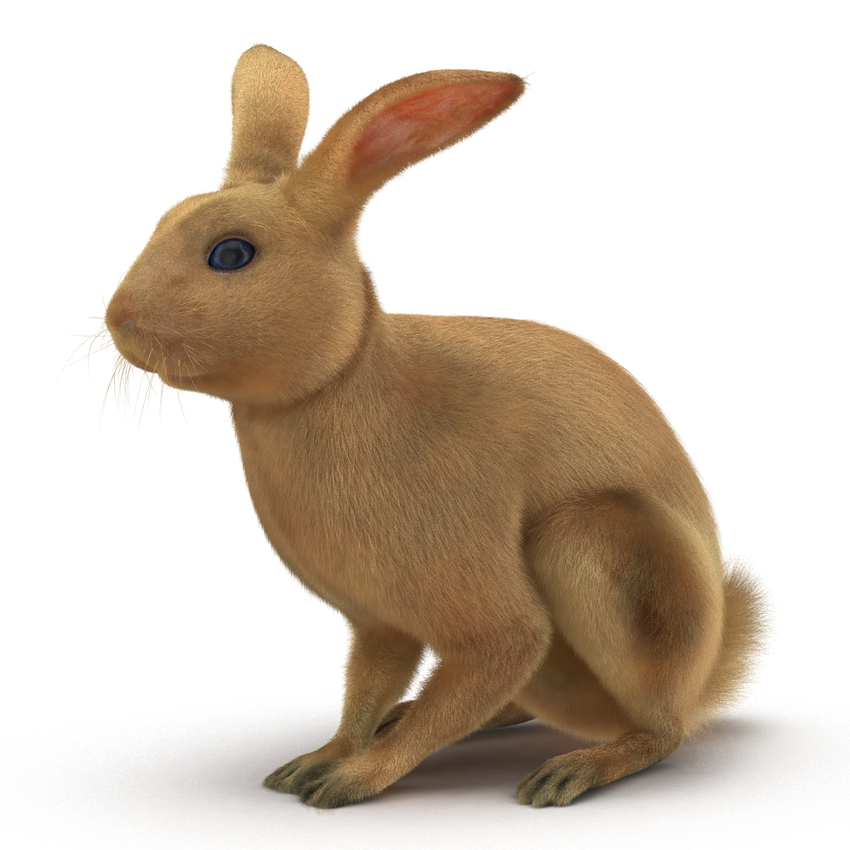 3D Rabbit Pose 3 model