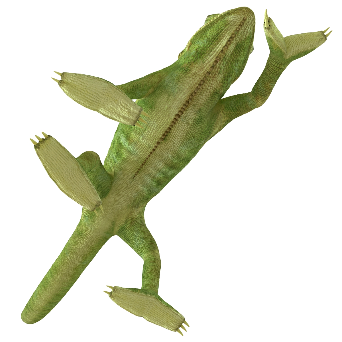 3D Chameleon Pose 3