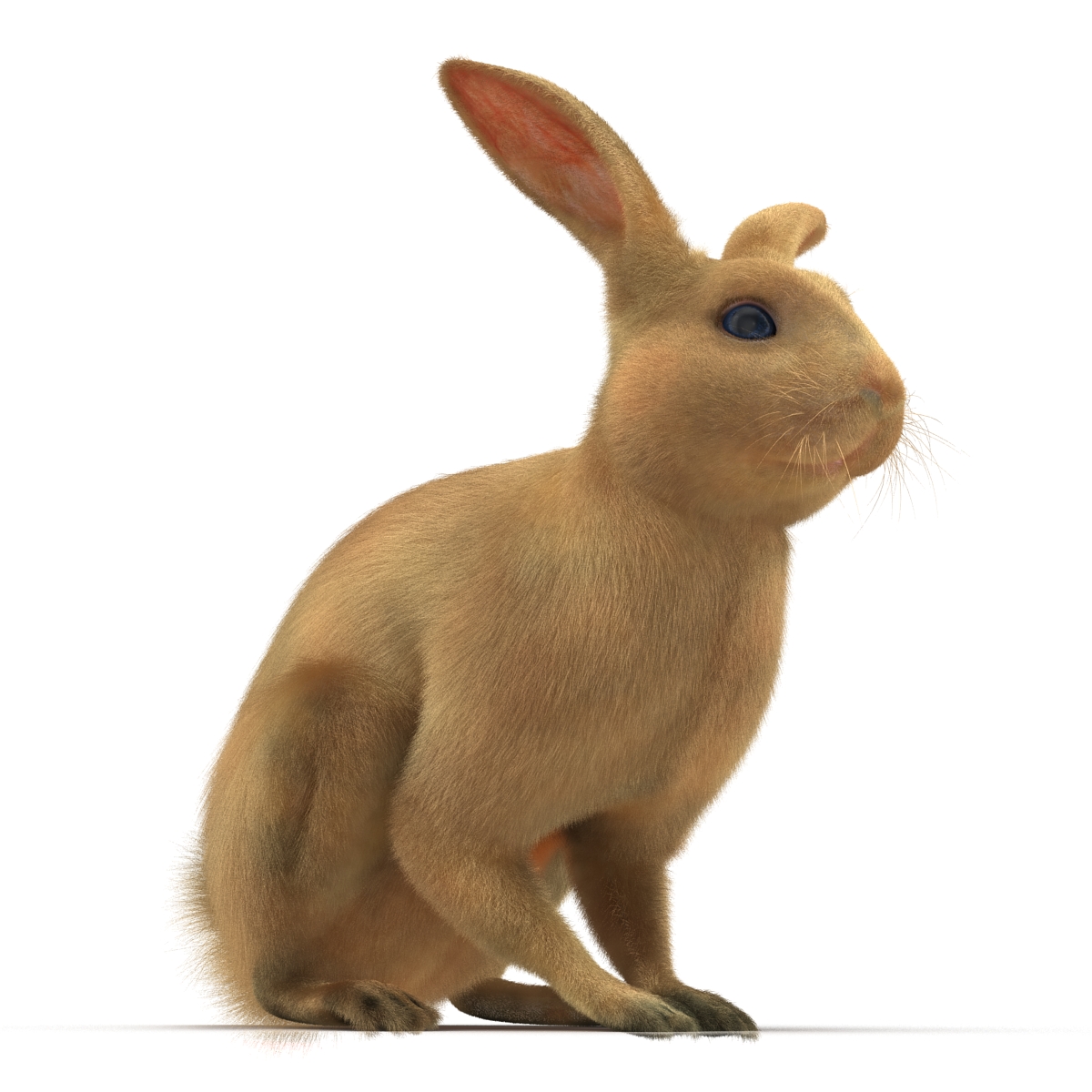 3D Rabbit Pose 3 model