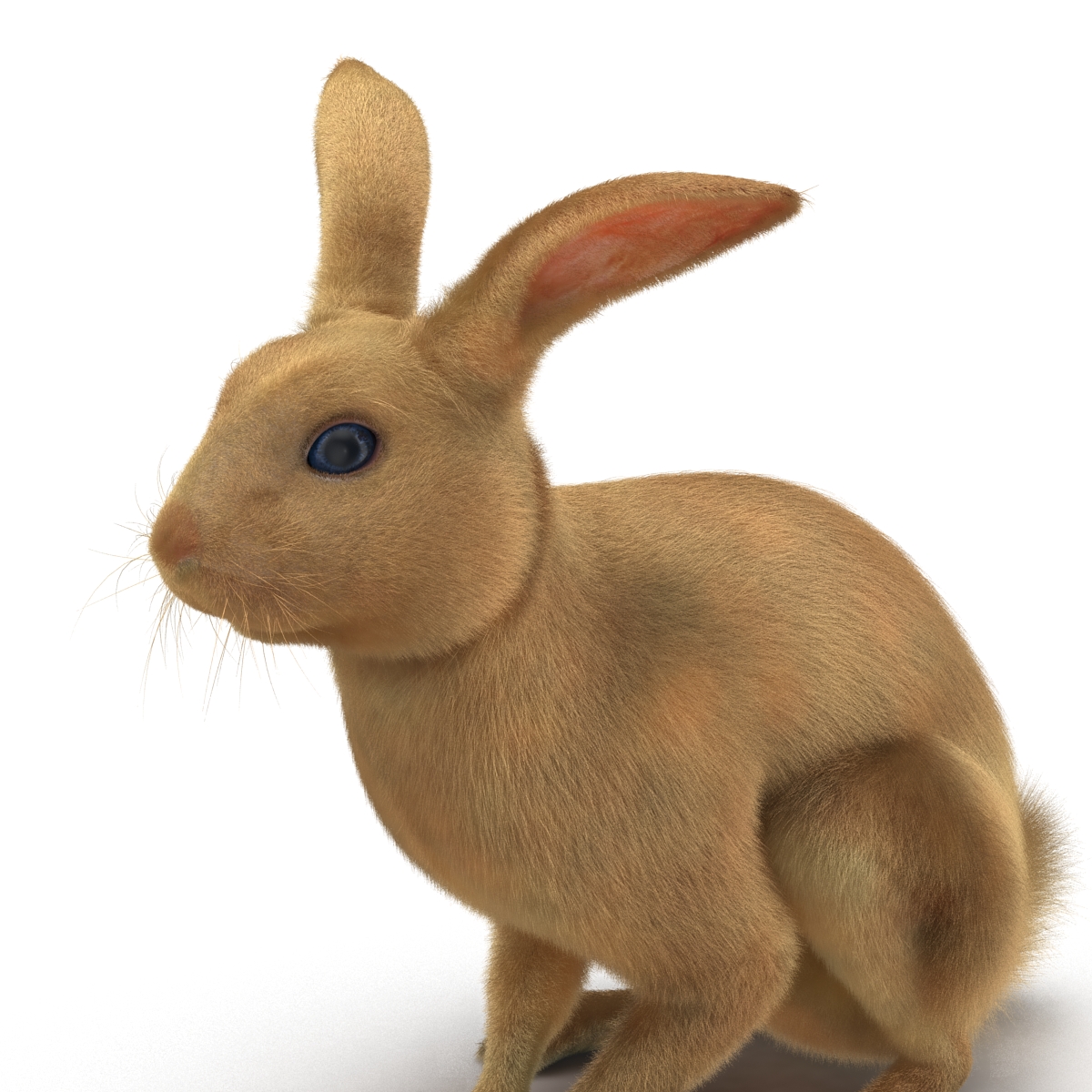 3D Rabbit Pose 3 model