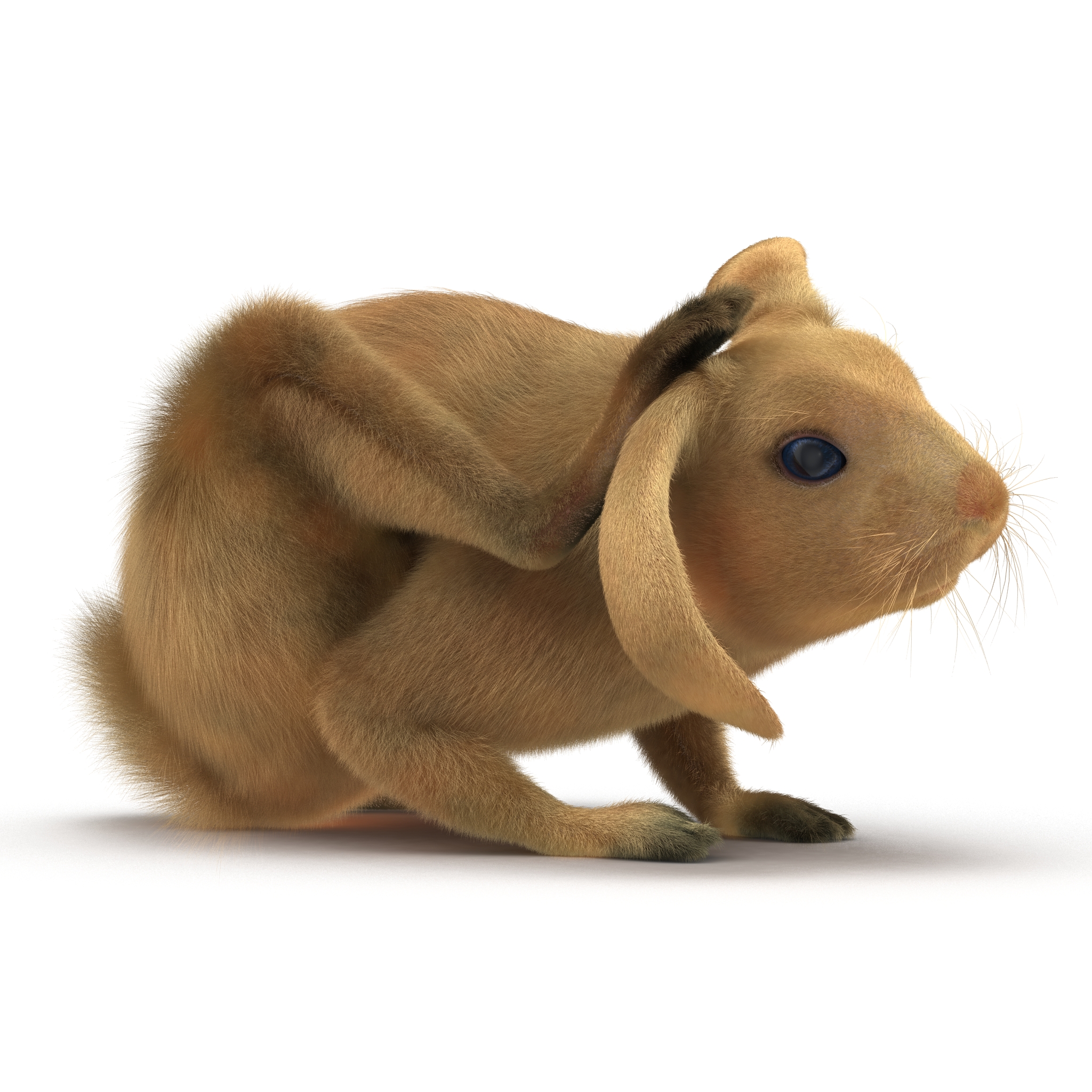 3D Rabbit Pose 4 model