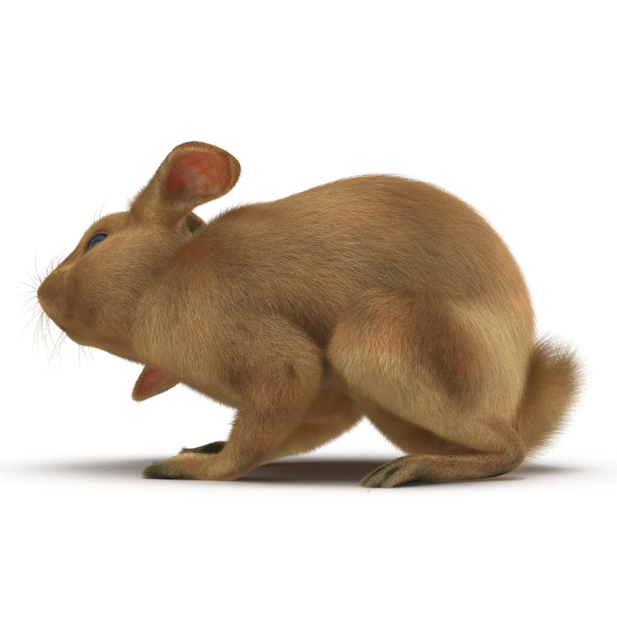 3D Rabbit Pose 4 model