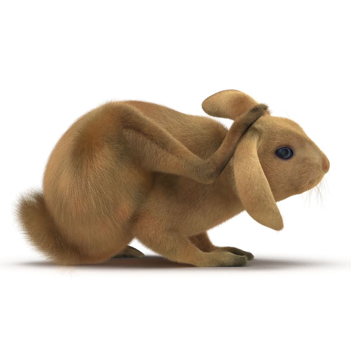 3D Rabbit Pose 4 model