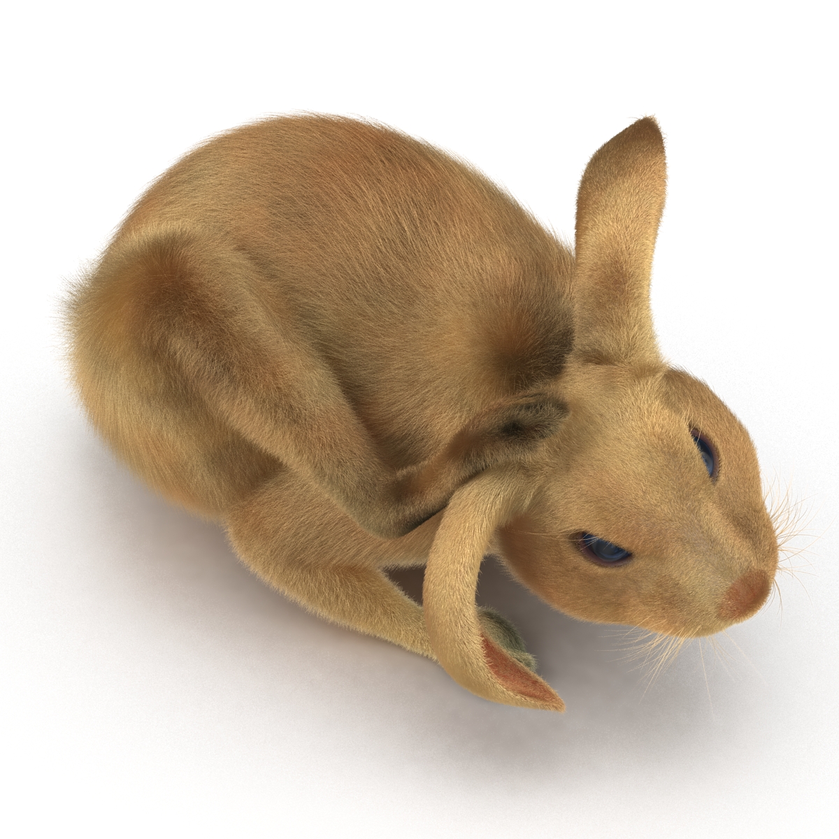 3D Rabbit Pose 4 model