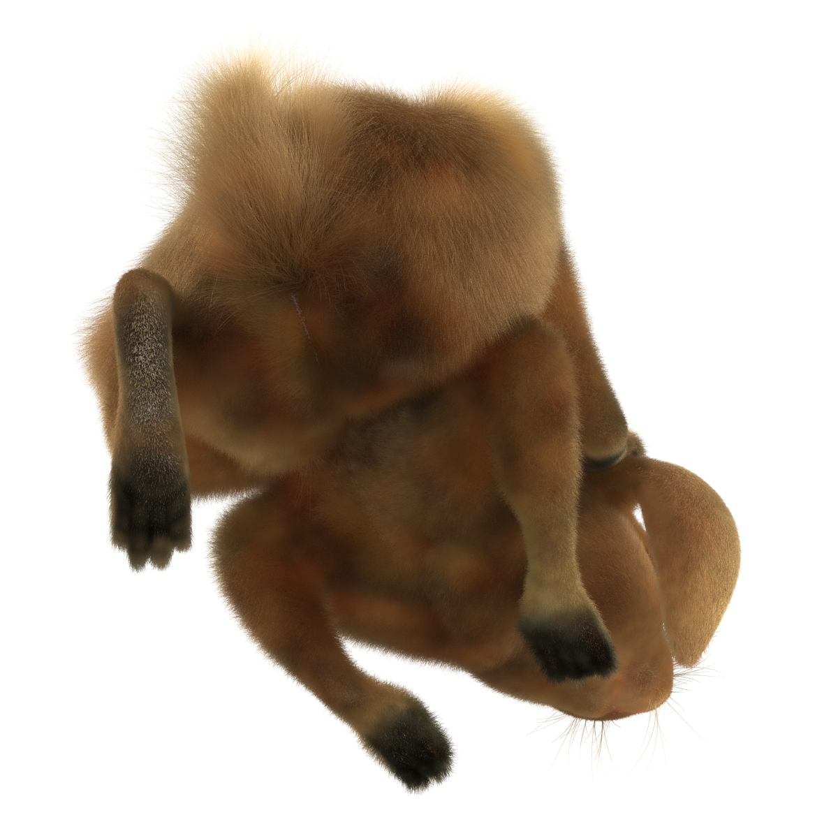 3D Rabbit Pose 4 model