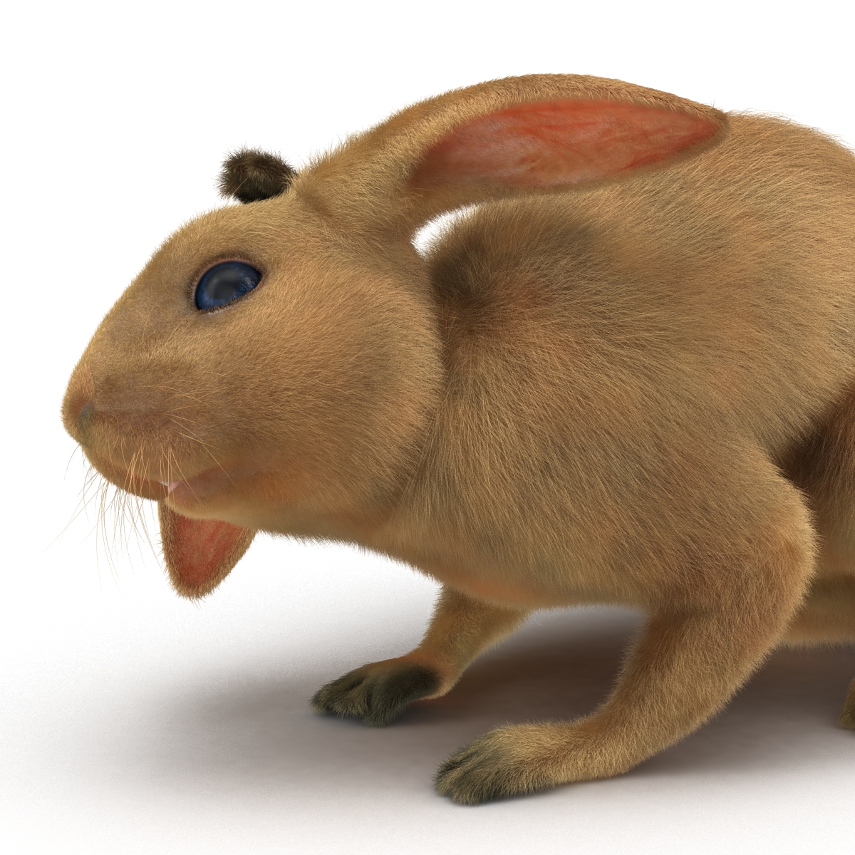 3D Rabbit Pose 4 model