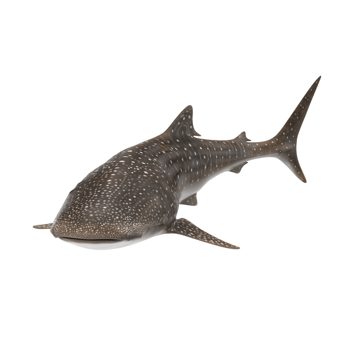 3D Whale Shark Pose 2 model