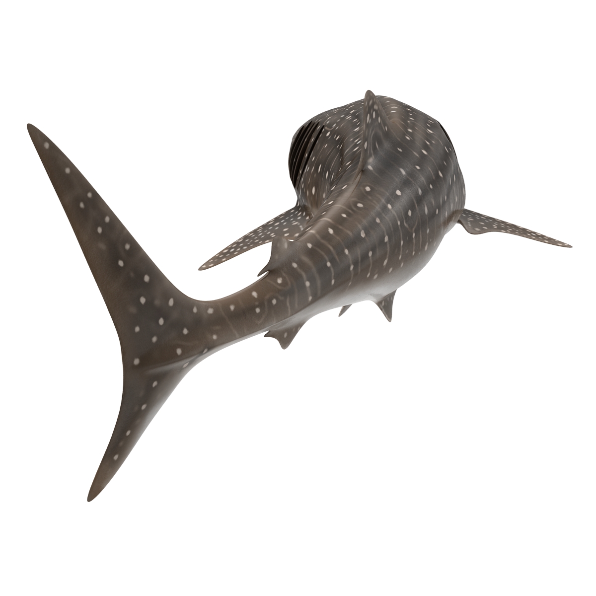 3D Whale Shark Pose 2 model