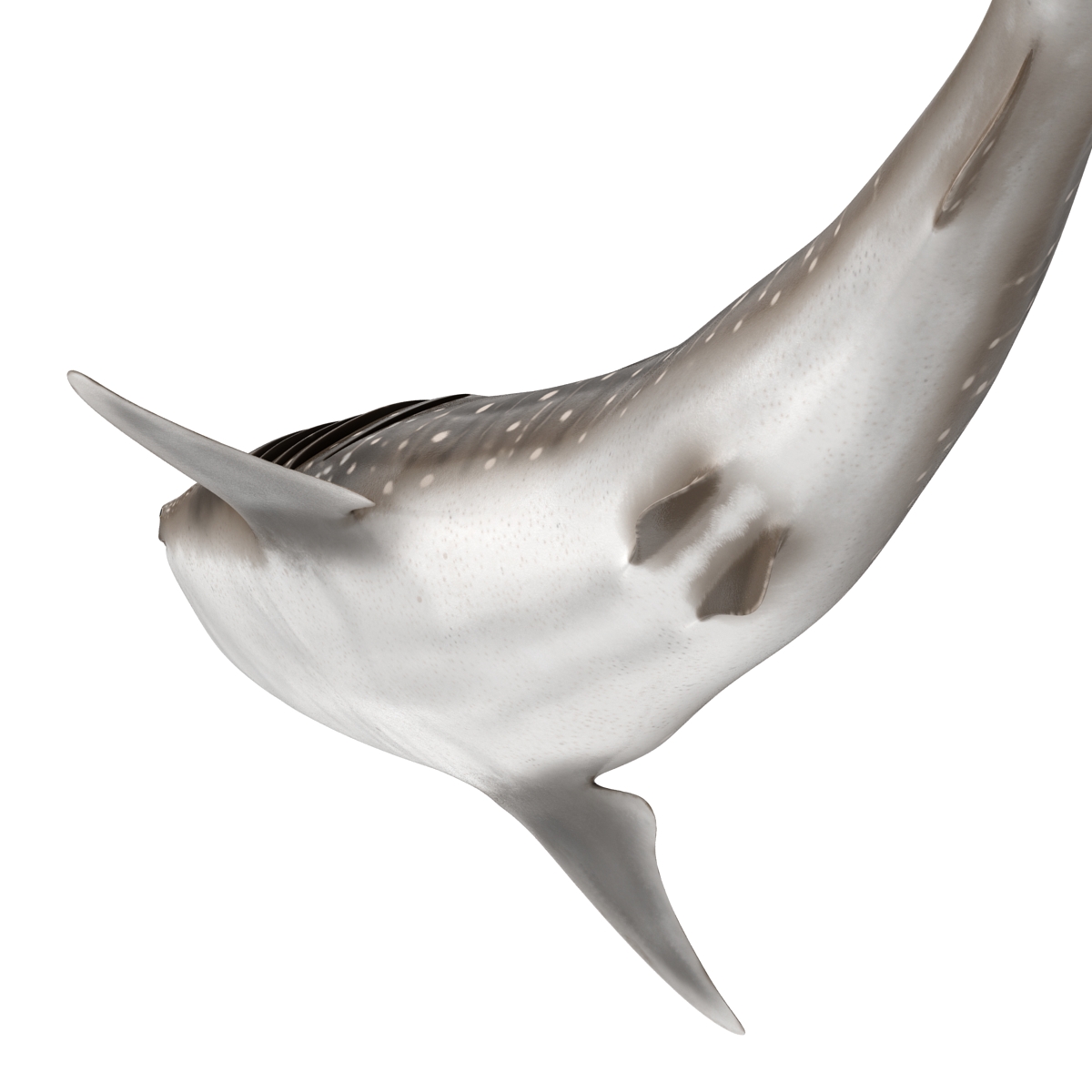 3D Whale Shark Pose 2 model