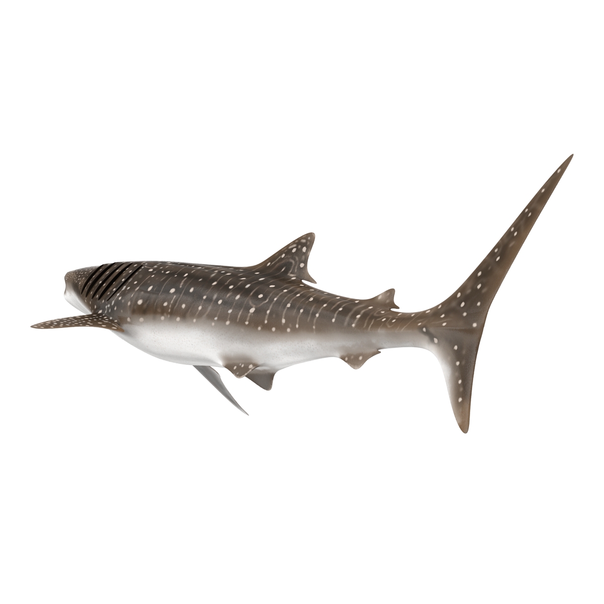 3D Whale Shark Pose 3 model