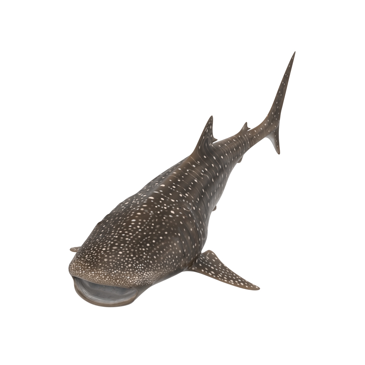 3D Whale Shark Pose 3 model