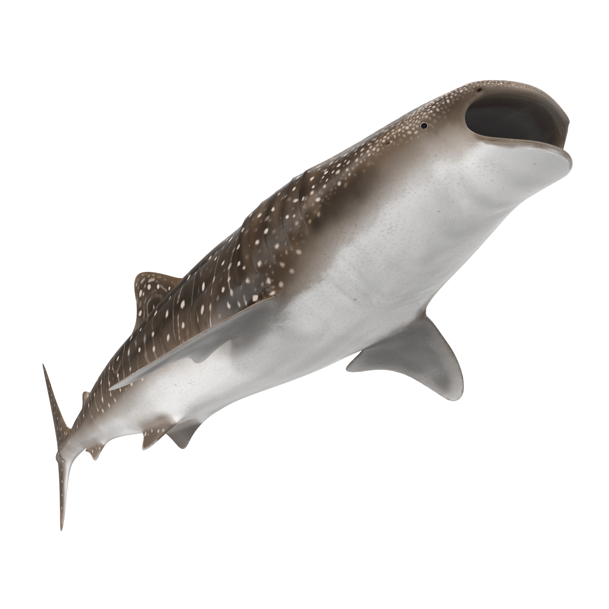 3D Whale Shark Pose 3 model