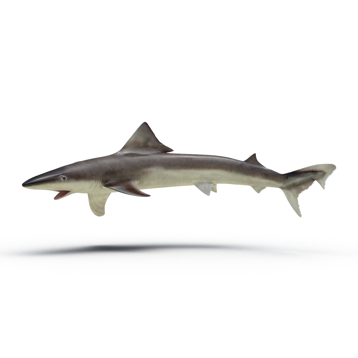 School Shark Rigged 3D model