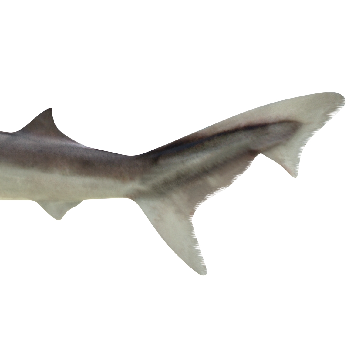 School Shark Rigged 3D model