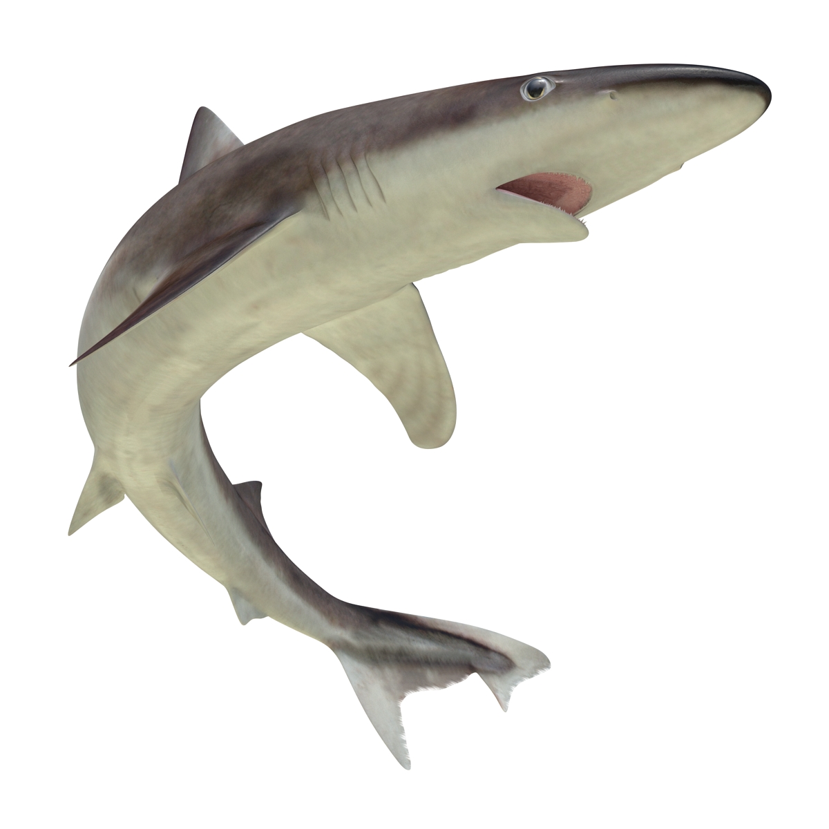 School Shark Rigged 3D model