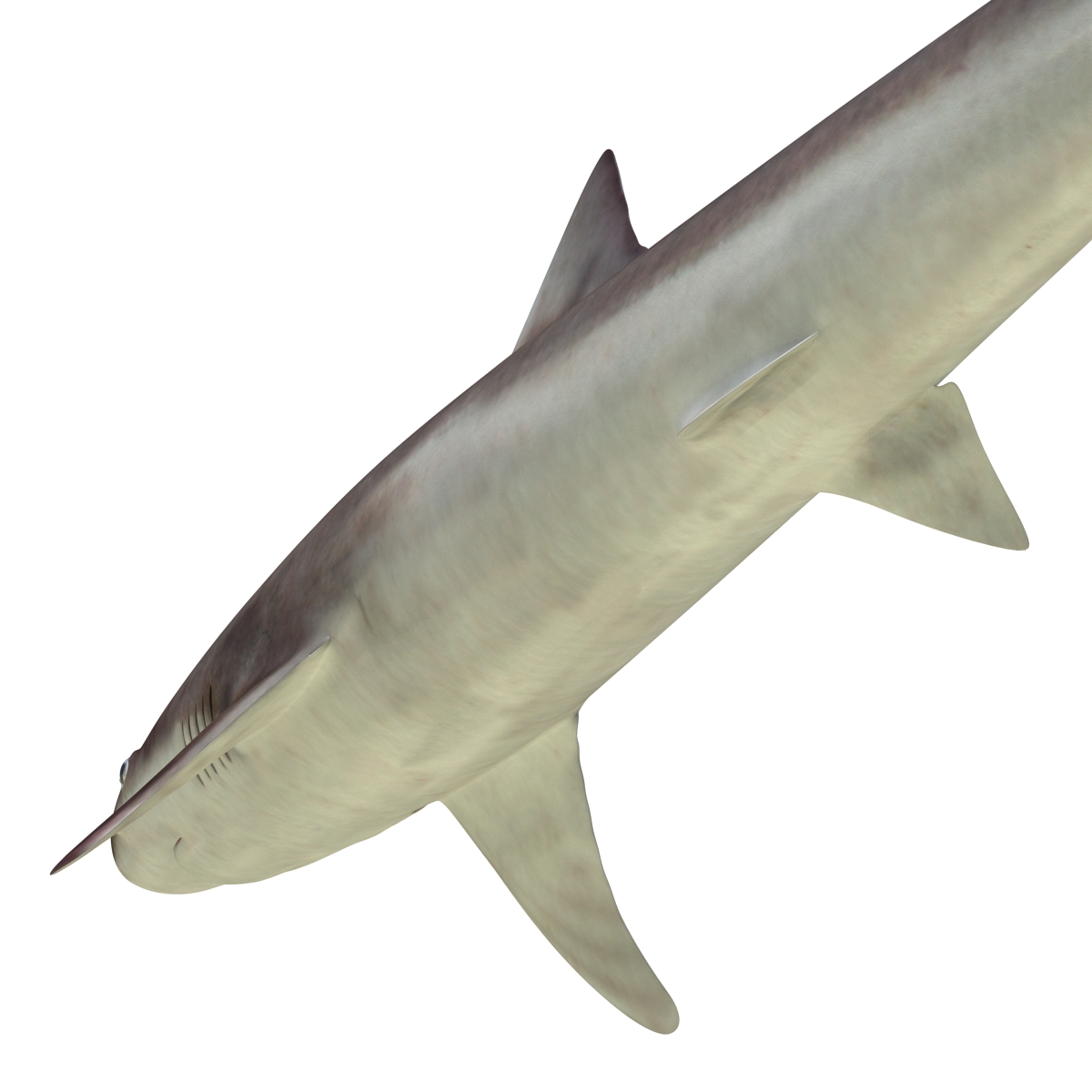 School Shark Rigged 3D model