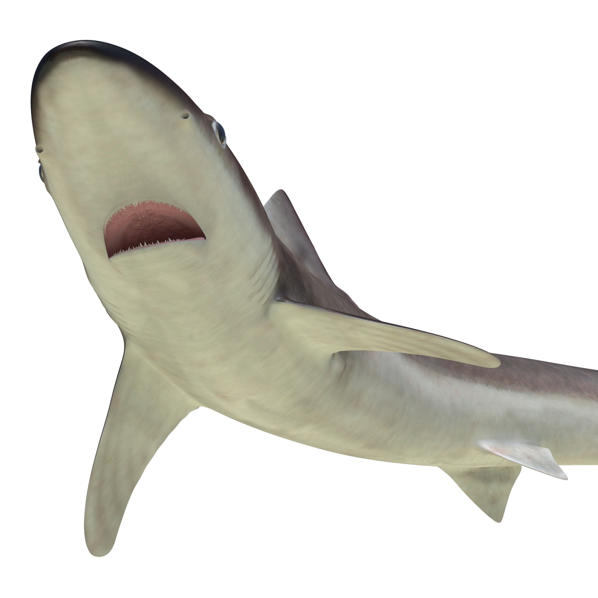 School Shark Rigged 3D model