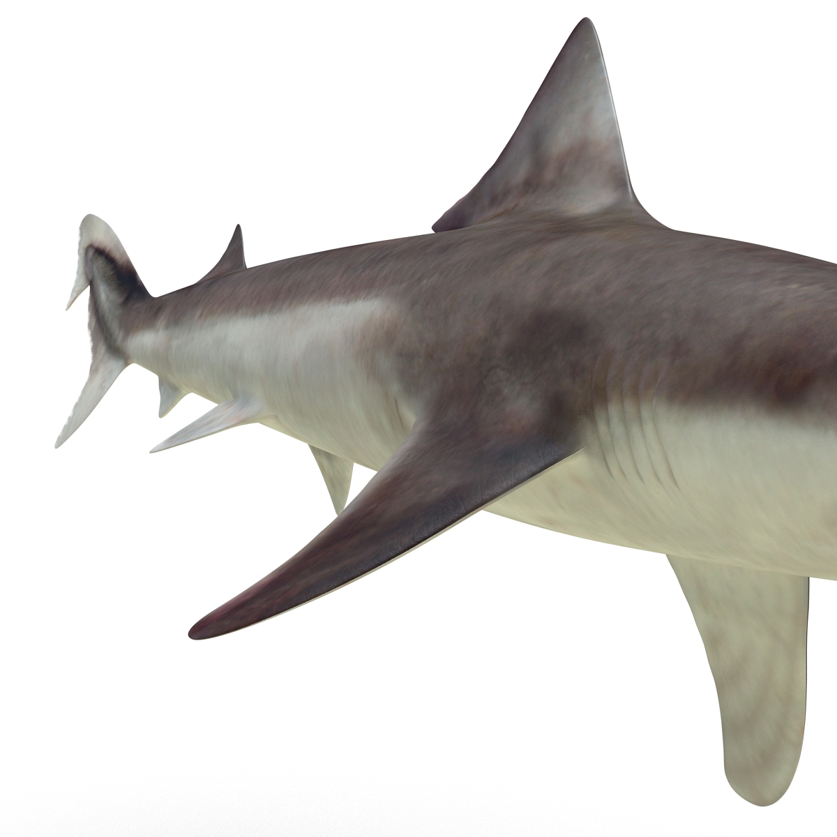 School Shark Rigged 3D model