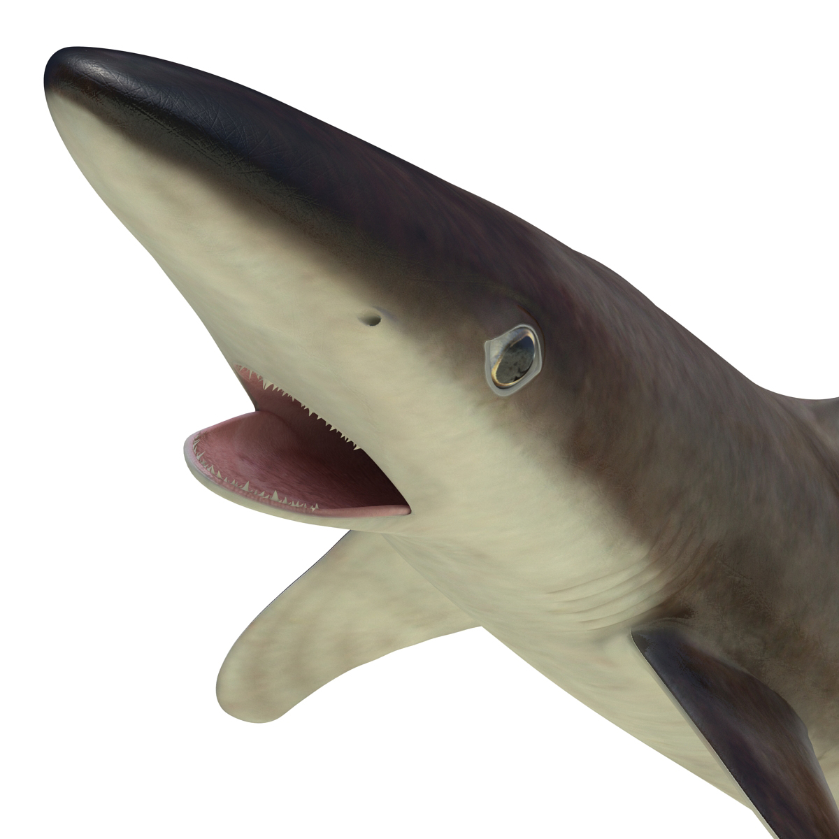 School Shark Rigged 3D model