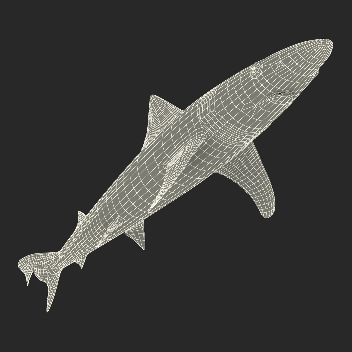 School Shark Rigged 3D model