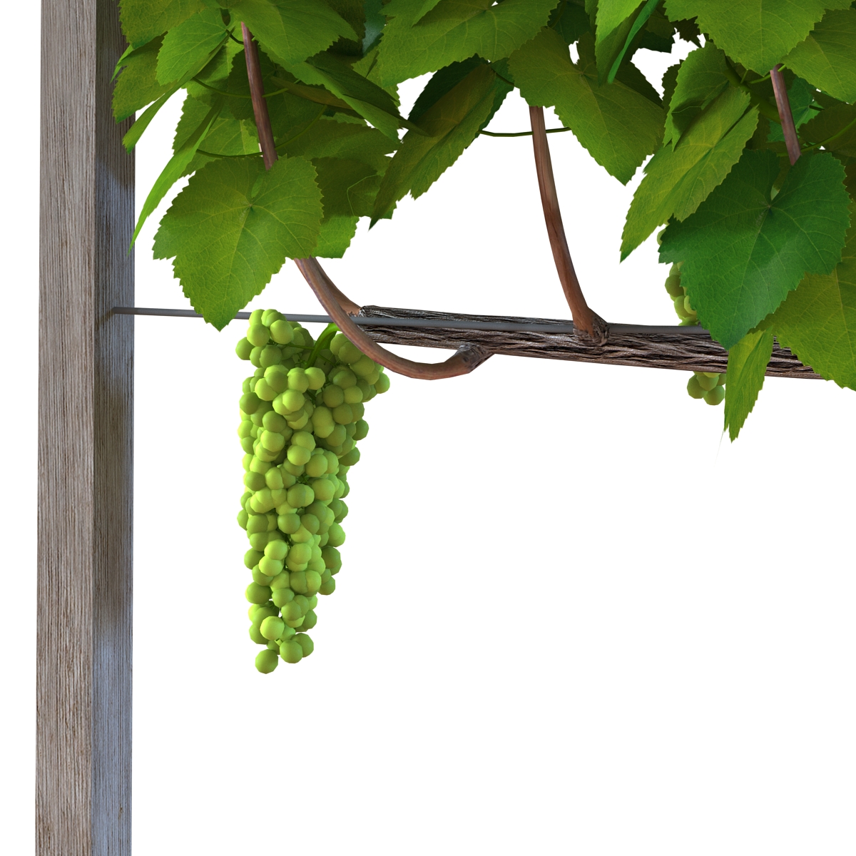 3D Vineyard with Green Grapes