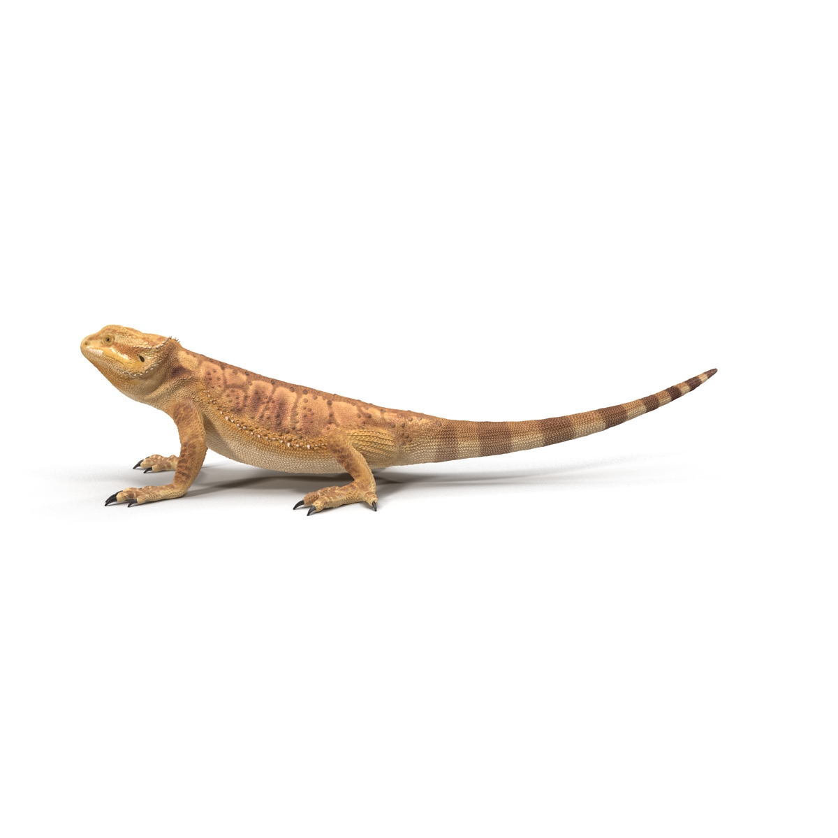 3D Bearded Dragon Rigged