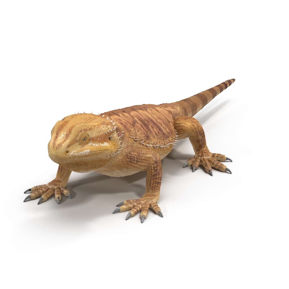 3D Bearded Dragon Rigged