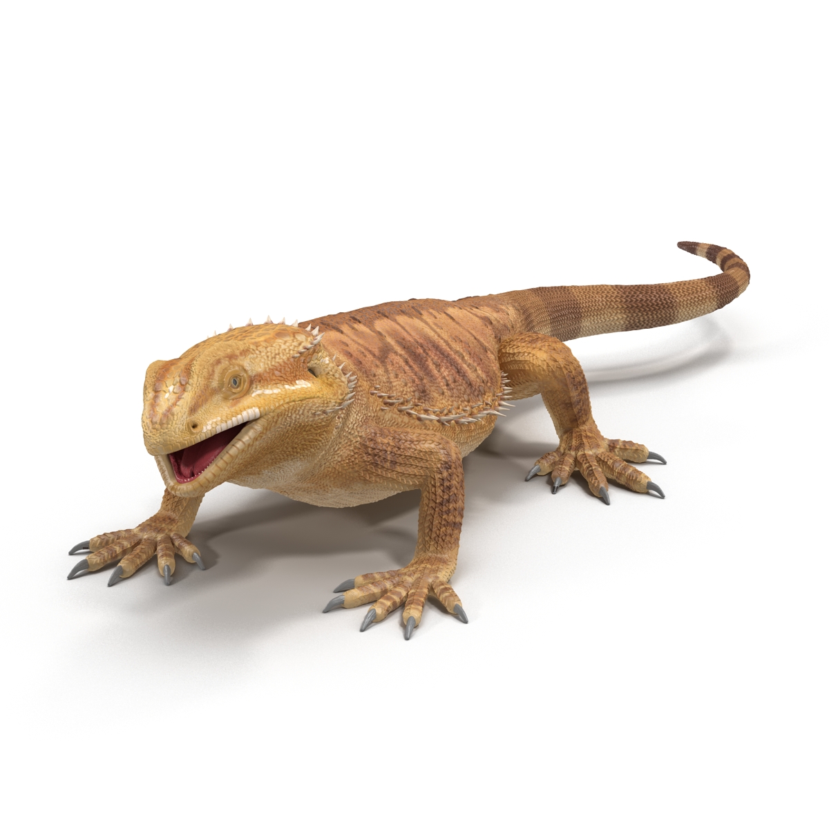 3D Bearded Dragon Rigged