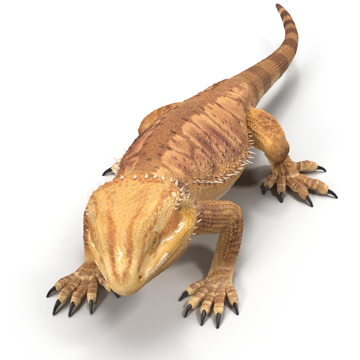 3D Bearded Dragon Rigged