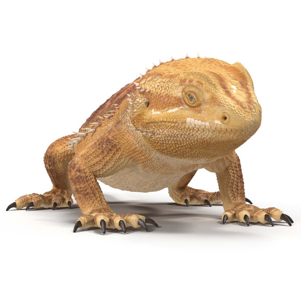 3D Bearded Dragon Rigged