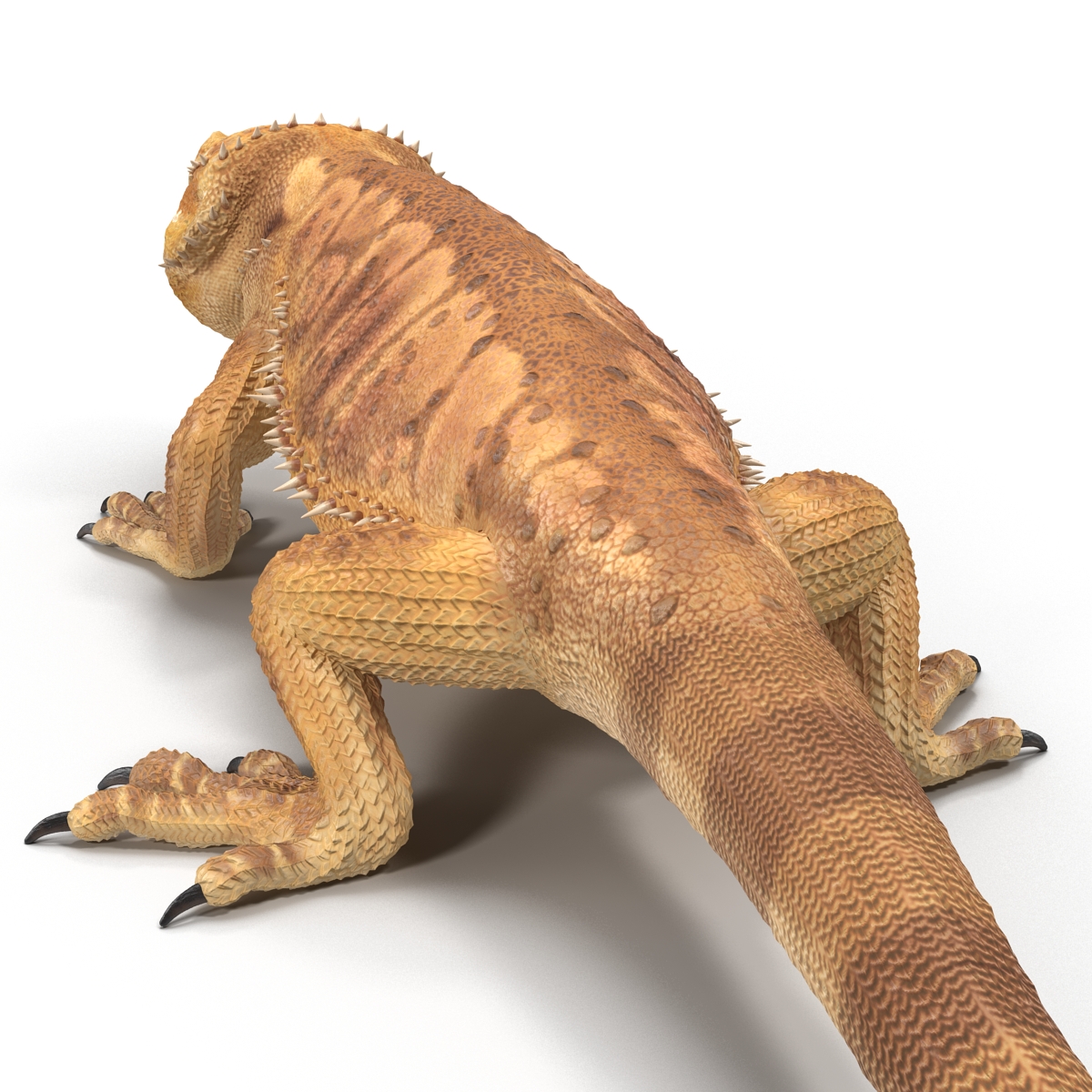 3D Bearded Dragon Rigged