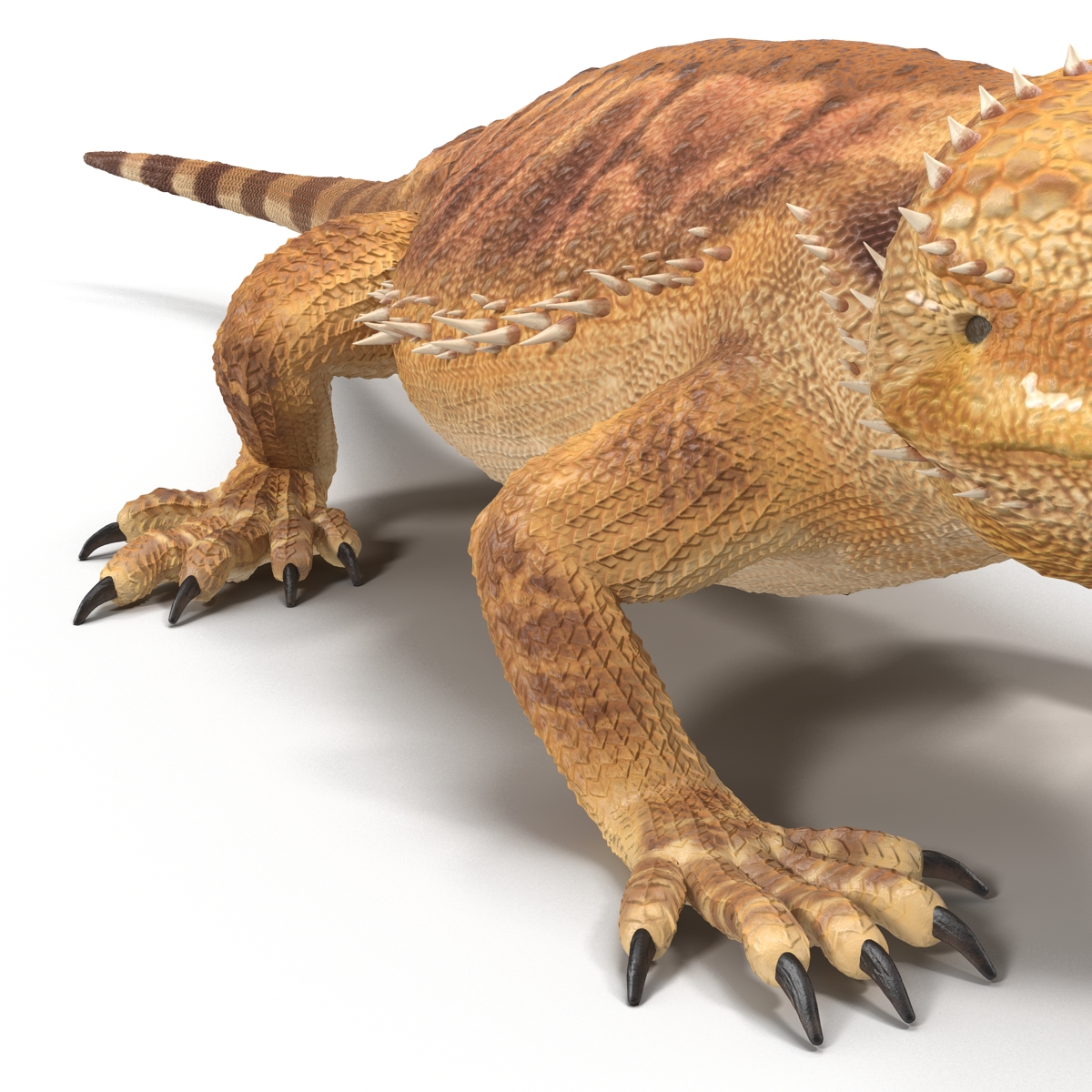 3D Bearded Dragon Rigged