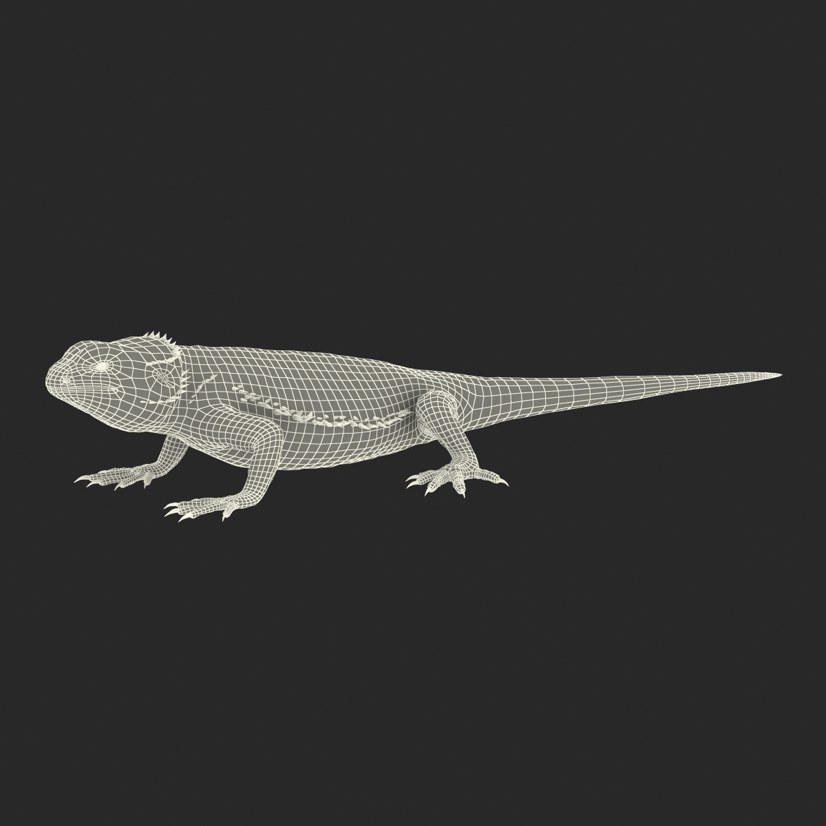 3D Bearded Dragon Rigged