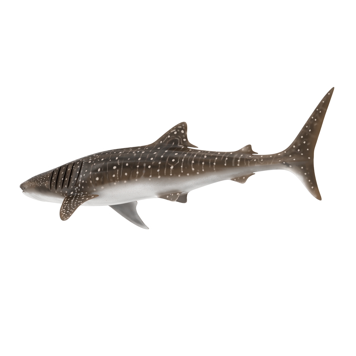 3D Whale Shark Rigged model