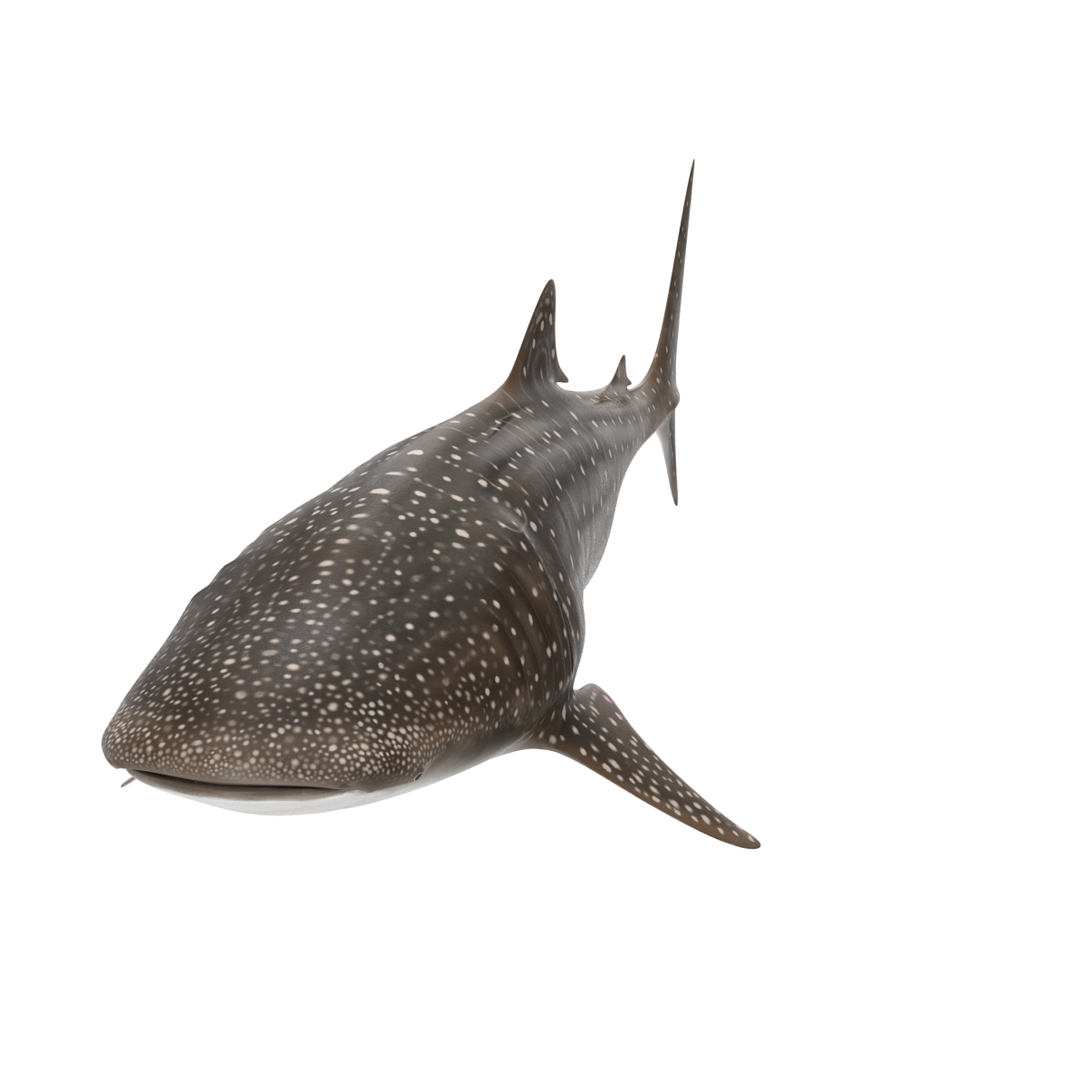 3D Whale Shark Rigged model