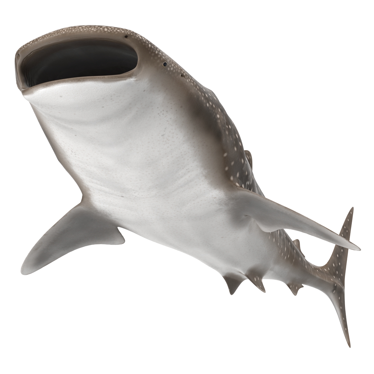 3D Whale Shark Rigged model