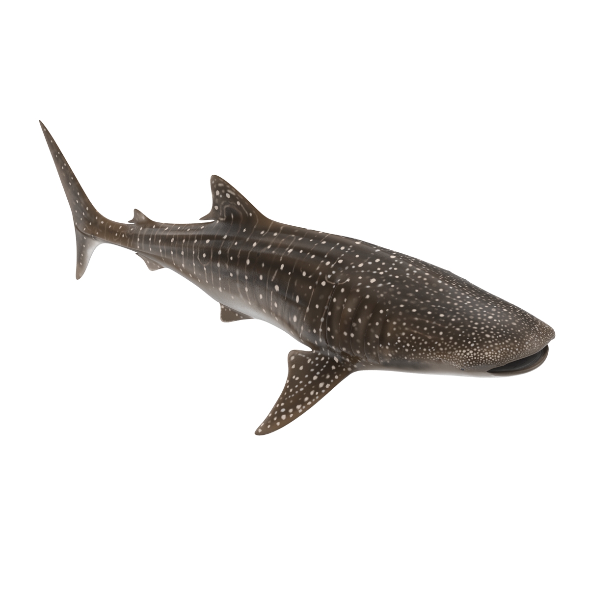 3D Whale Shark Rigged model