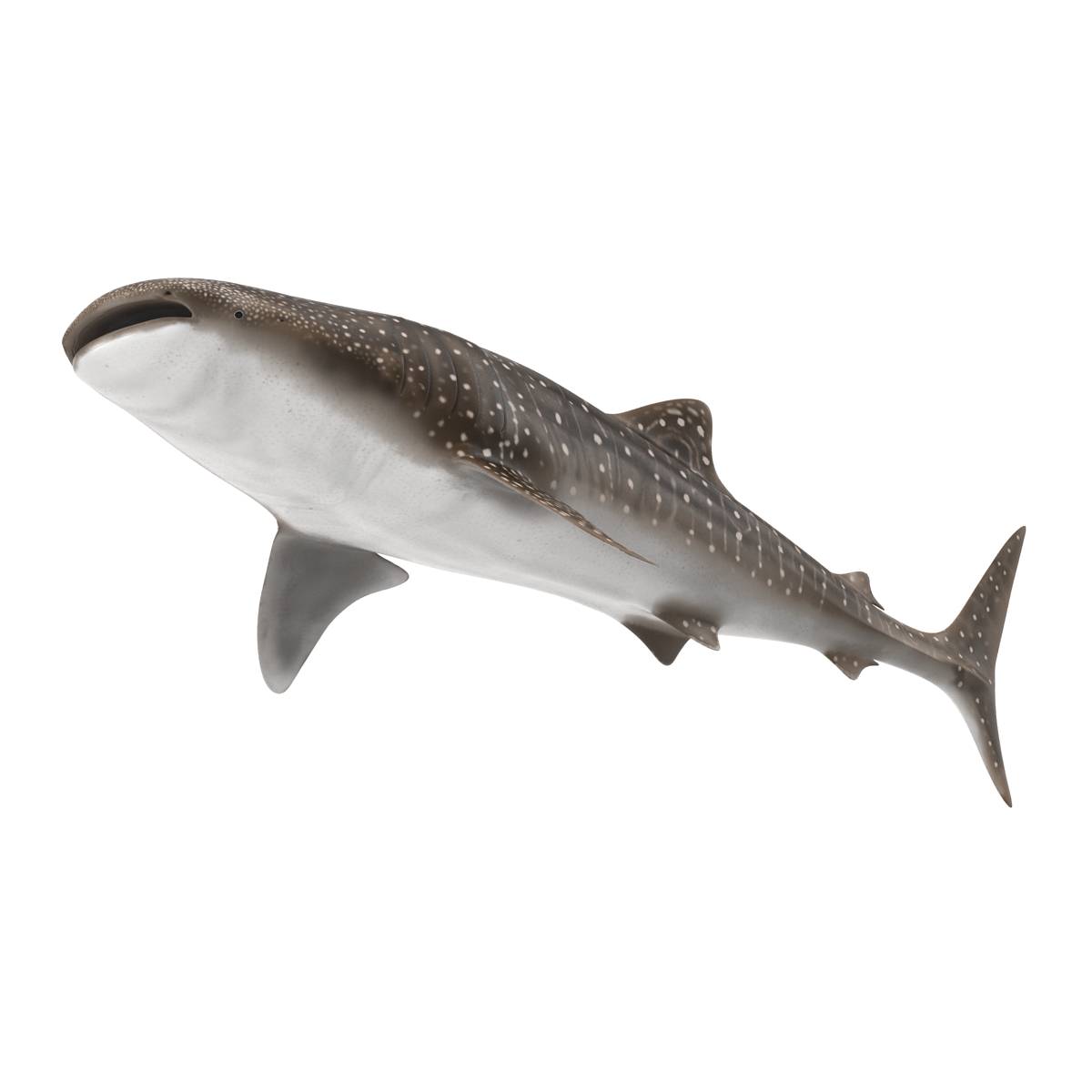 3D Whale Shark Rigged model